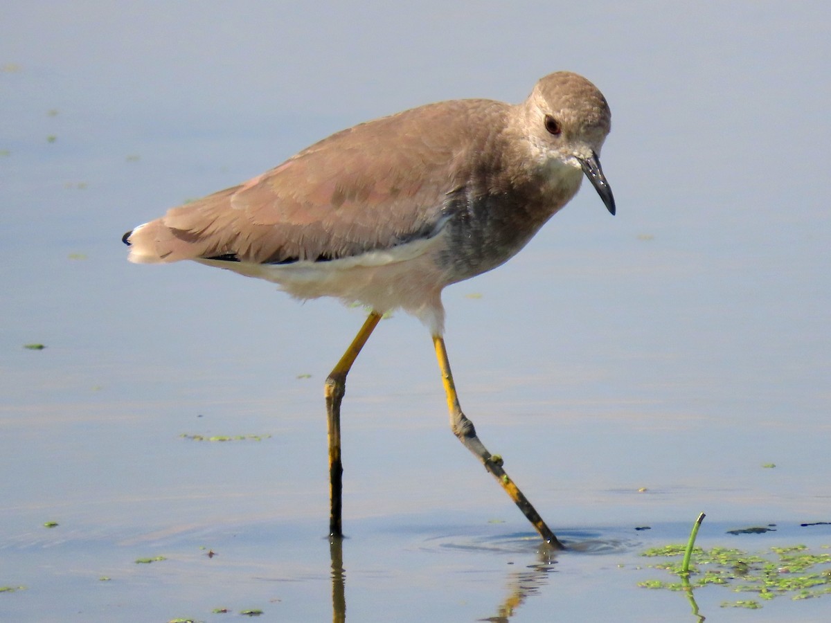 White-tailed Lapwing - ML642012703