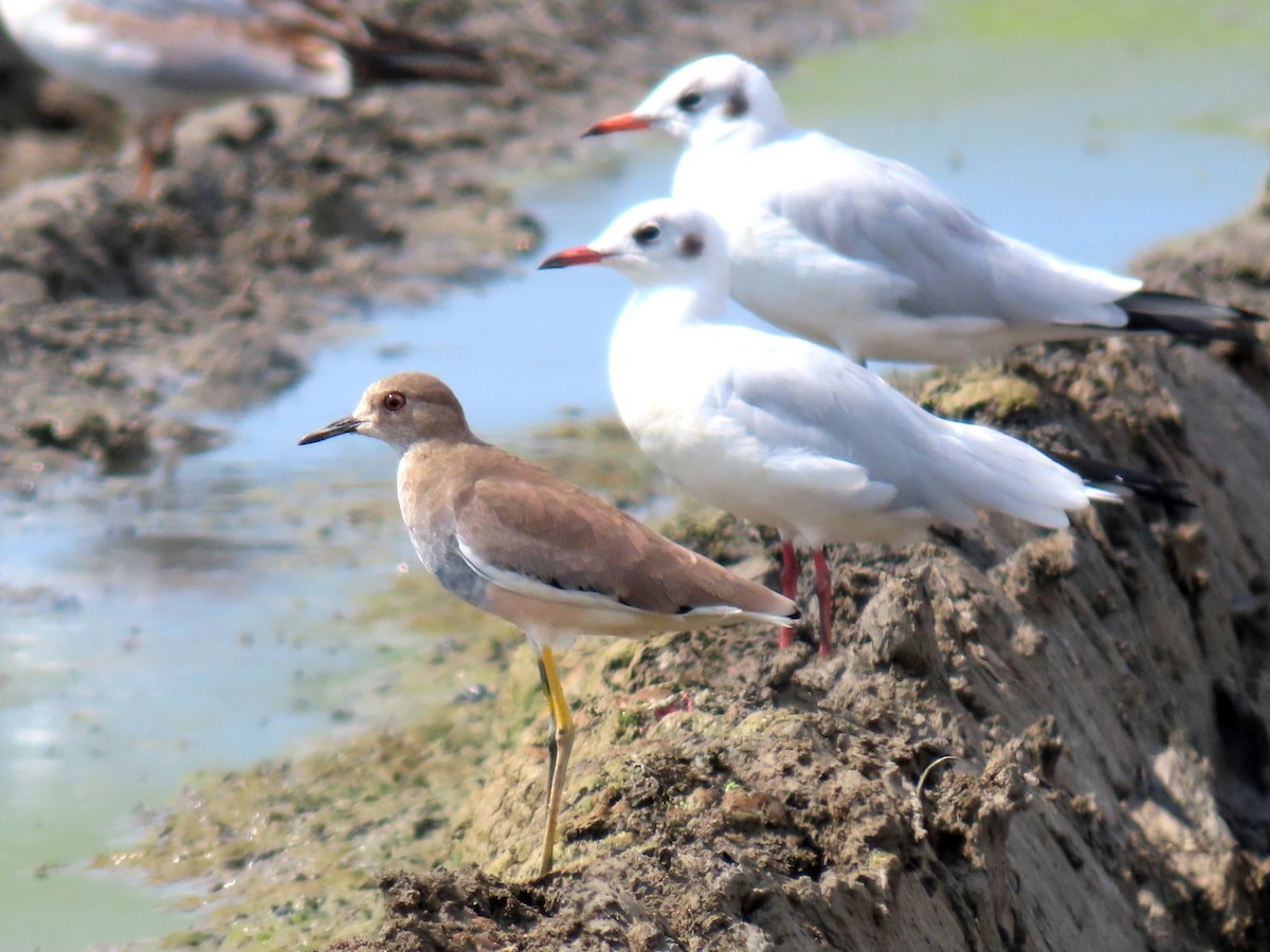 White-tailed Lapwing - ML642012704
