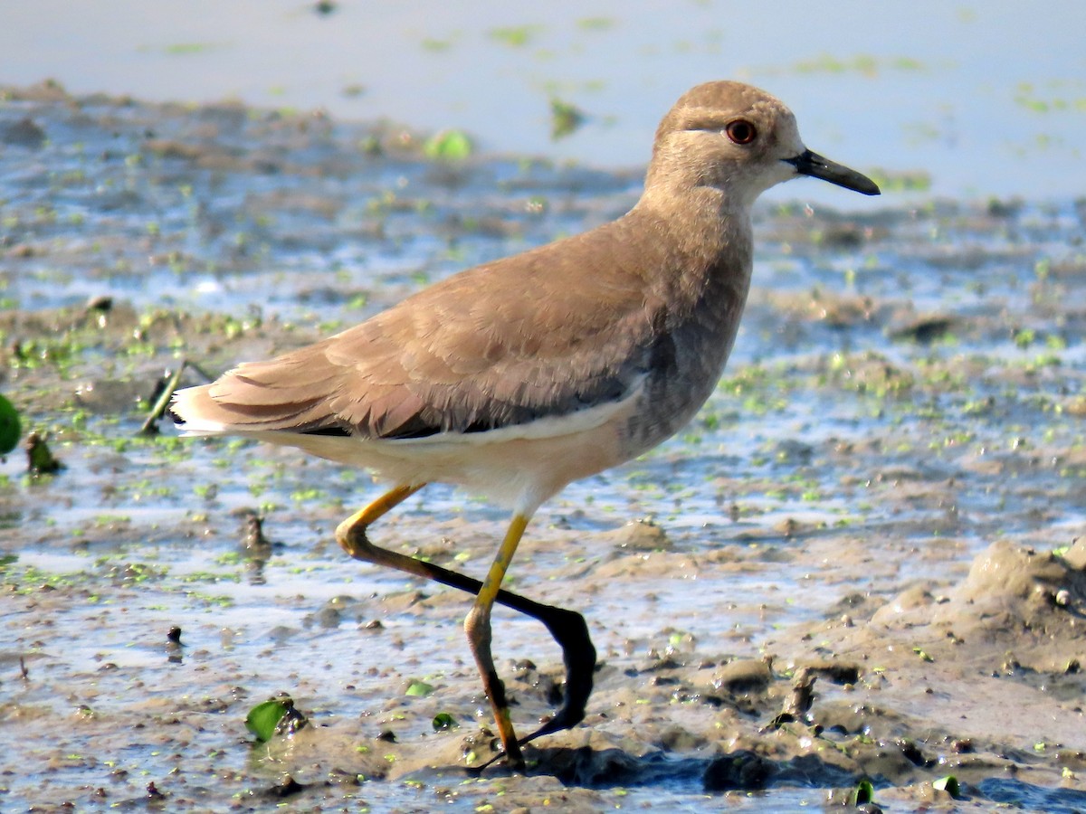 White-tailed Lapwing - ML642012705