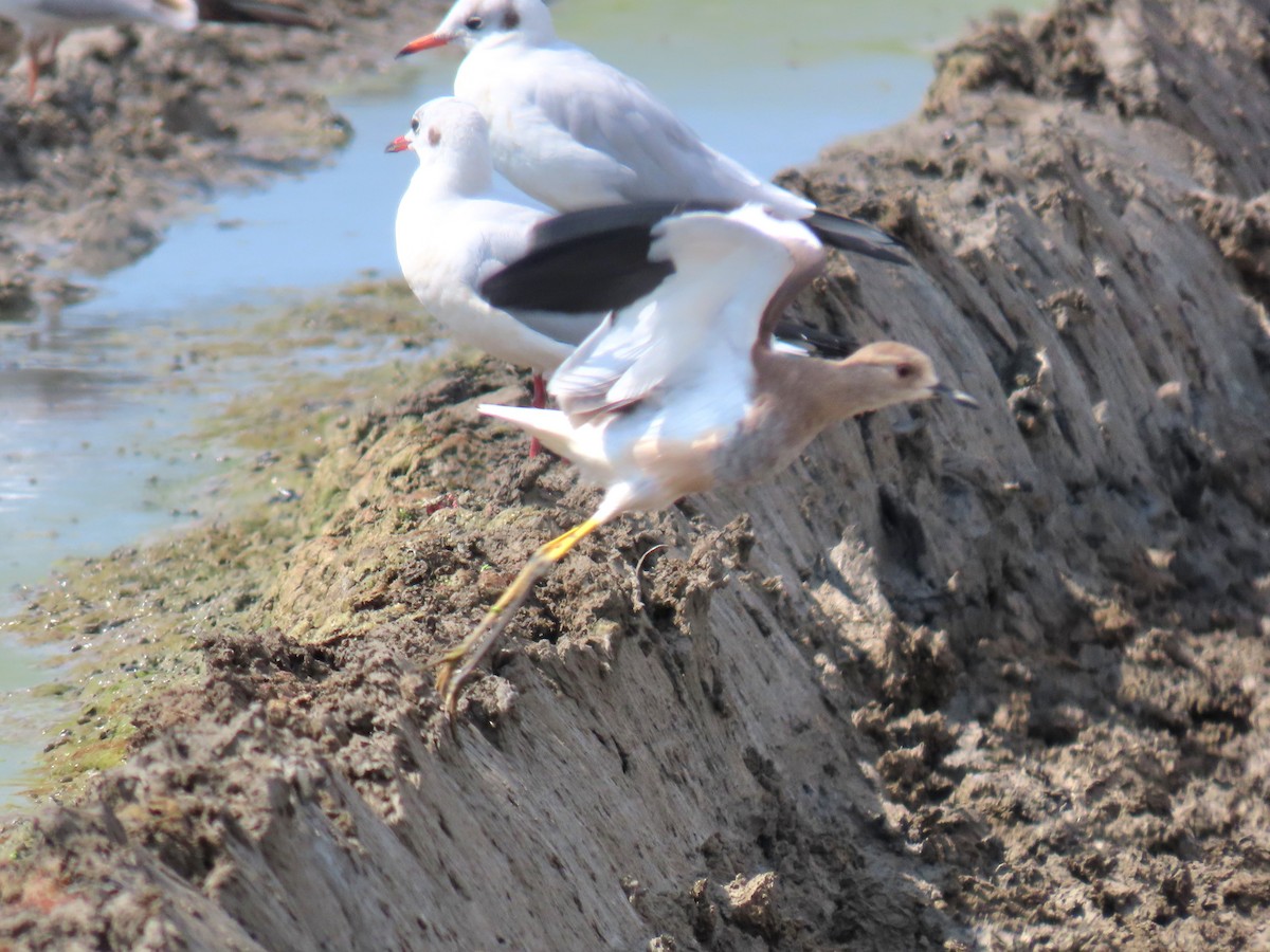 White-tailed Lapwing - ML642012706