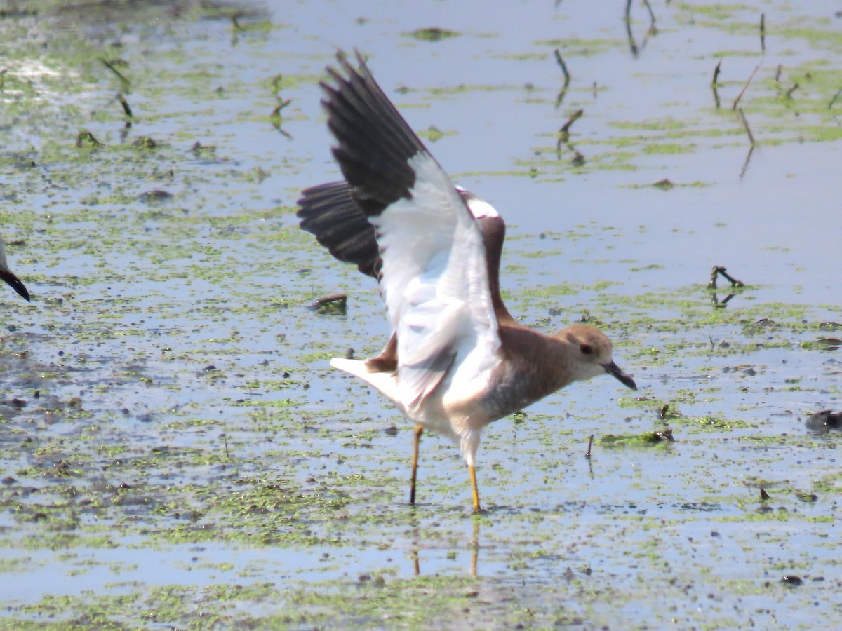 White-tailed Lapwing - ML642012707