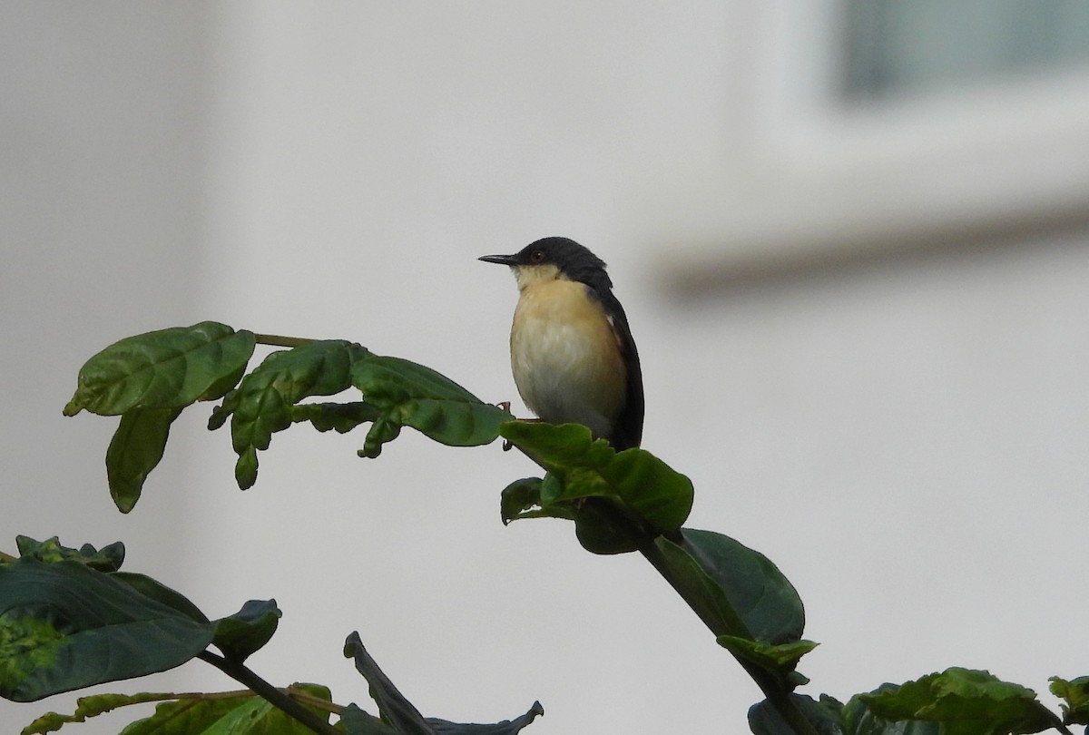Ashy Prinia - ML642012709