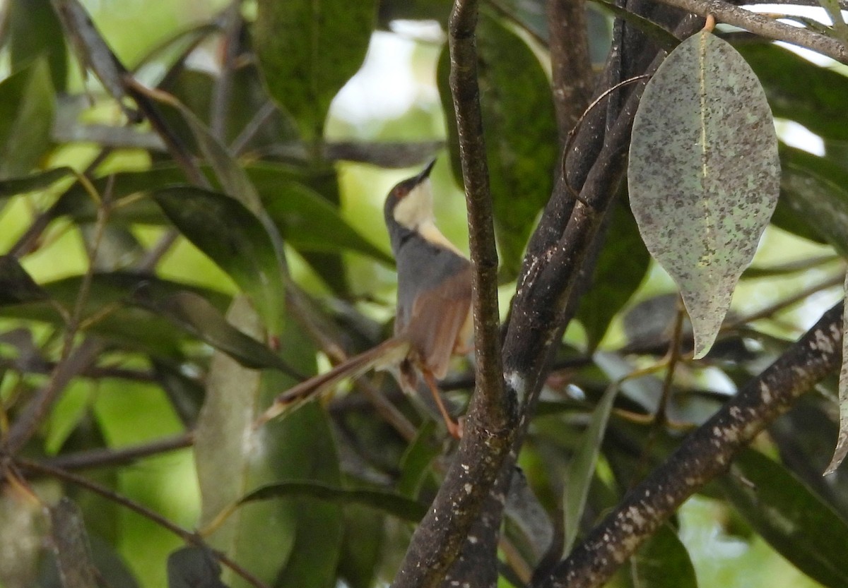 Ashy Prinia - ML642012710