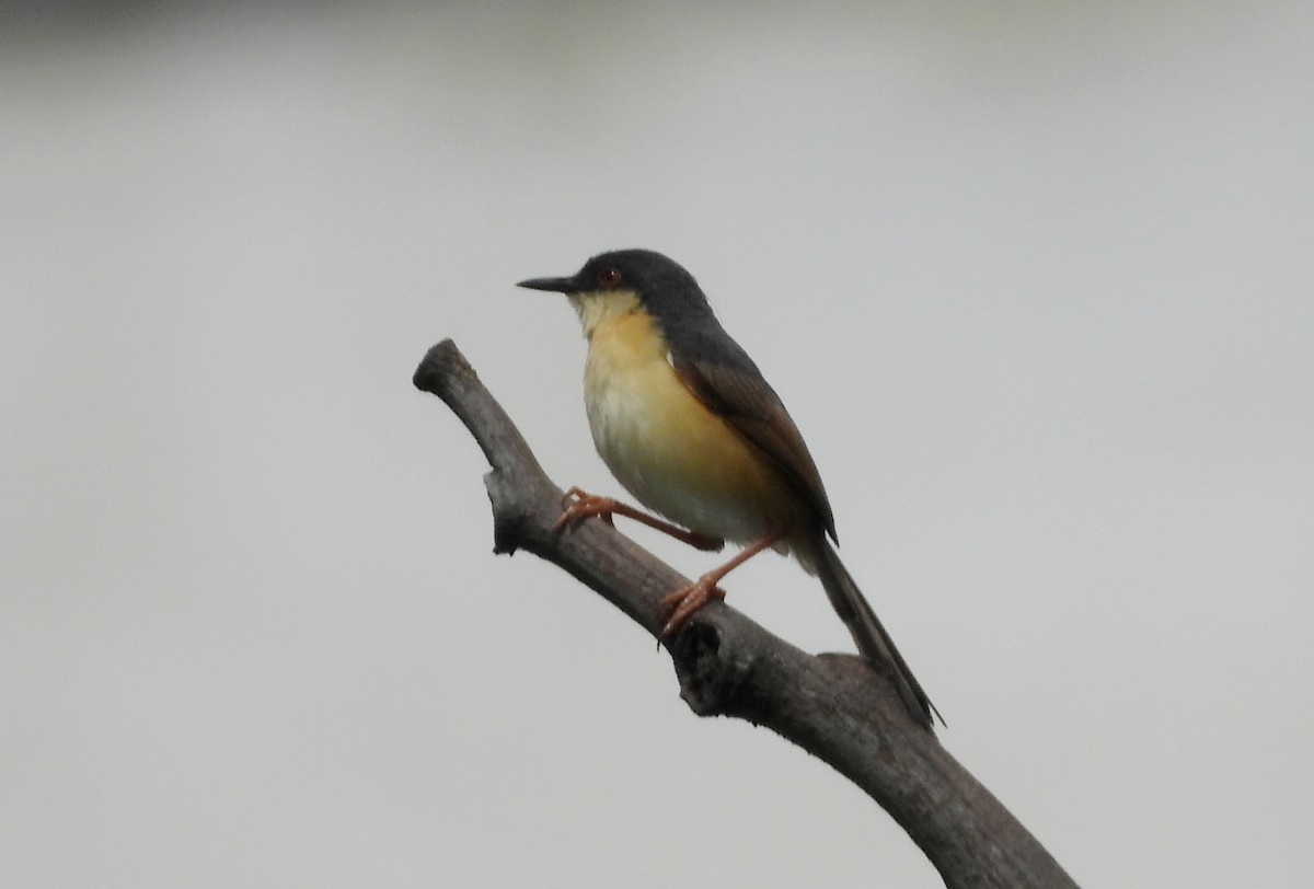 Ashy Prinia - ML642012711