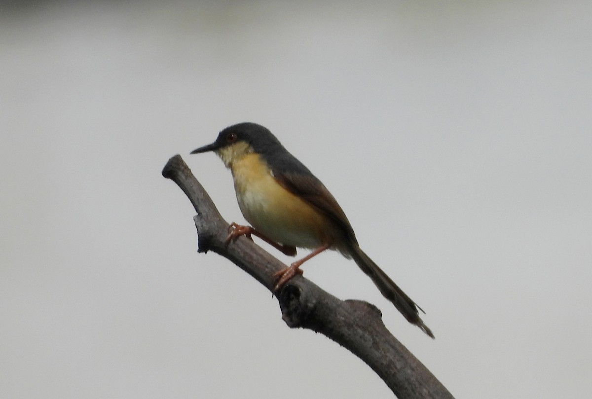 Ashy Prinia - ML642012712