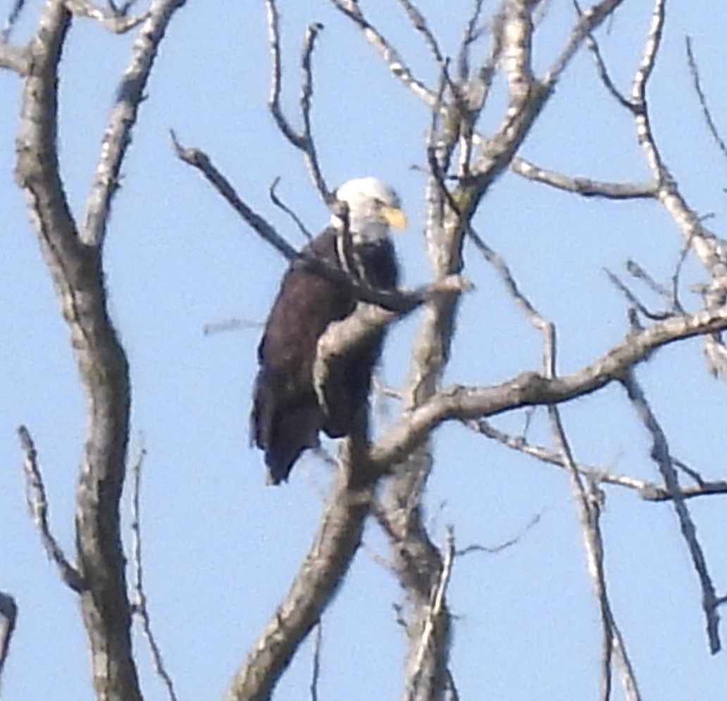 Bald Eagle - ML642012719
