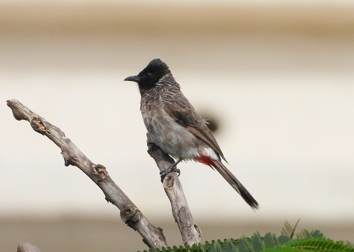 Red-vented Bulbul - ML642012730