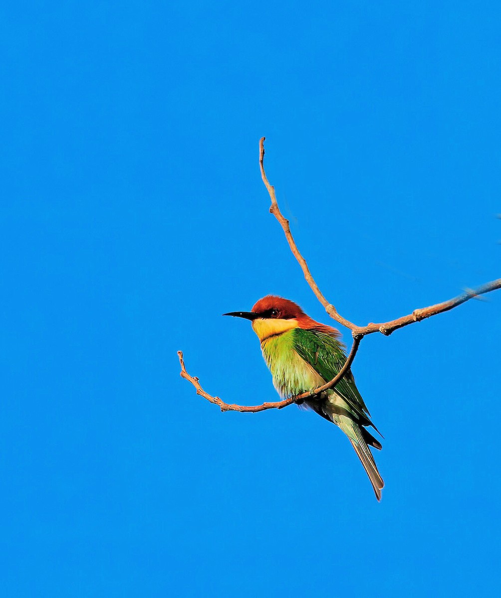 Chestnut-headed Bee-eater - ML642012734