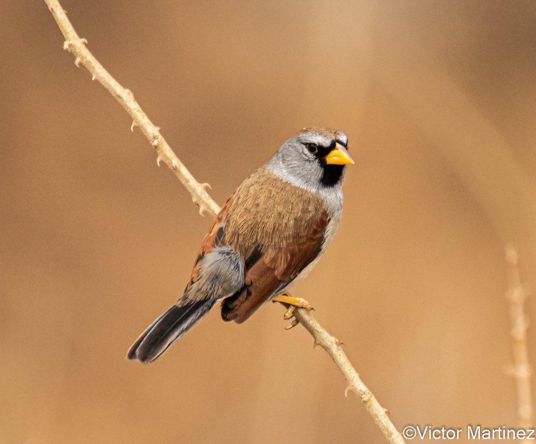 Great Inca-Finch - ML642012753