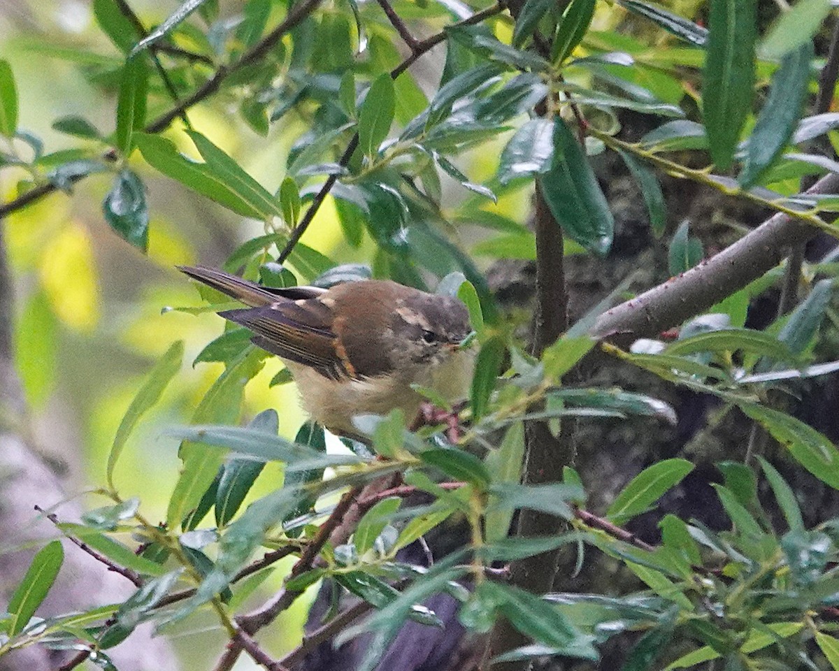 Buff-barred Warbler - ML642012769