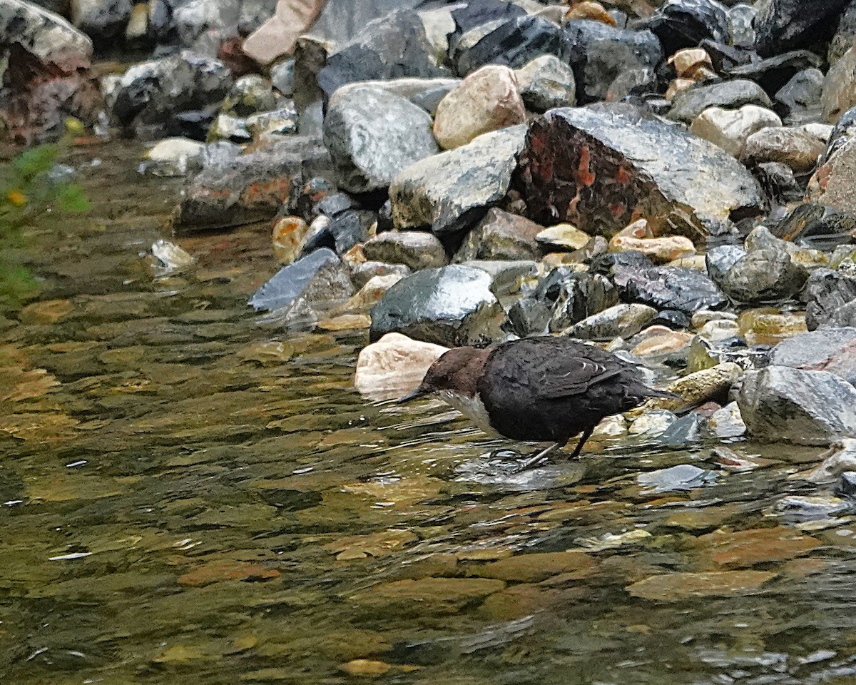 White-throated Dipper - ML642012776
