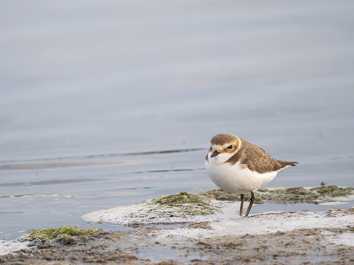 Kentish Plover - ML642012782