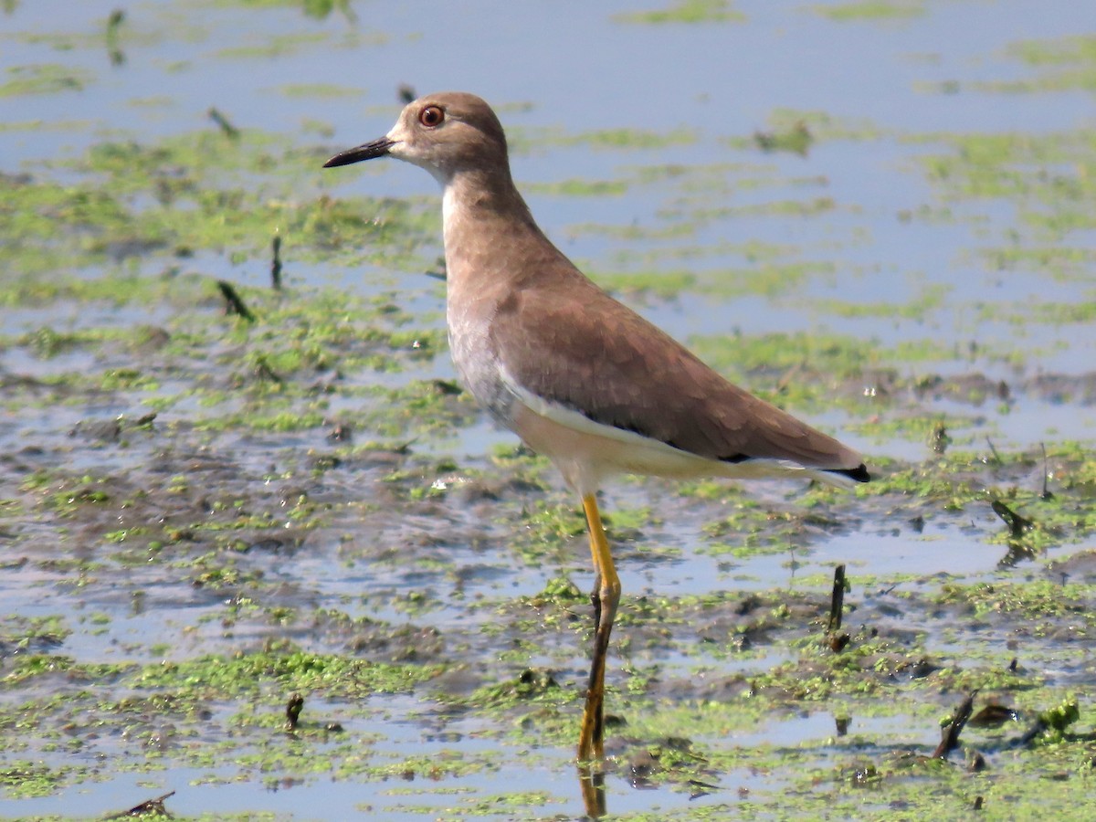 White-tailed Lapwing - ML642012784