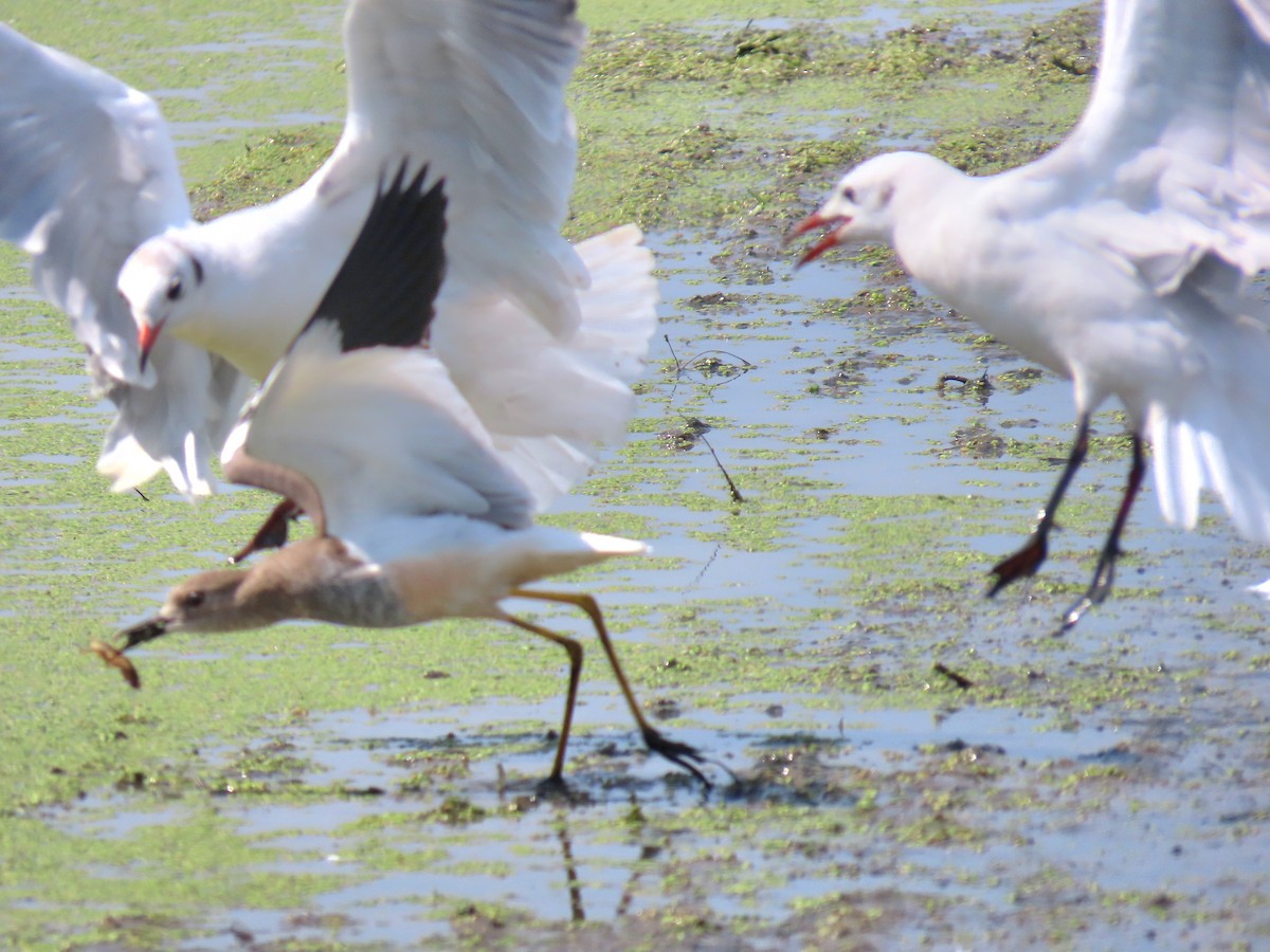 White-tailed Lapwing - ML642012785