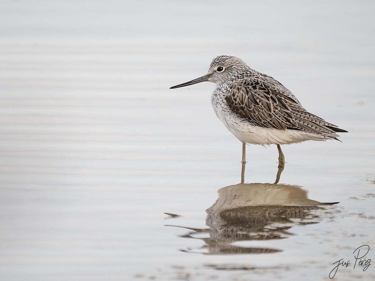 Common Greenshank - ML642012788