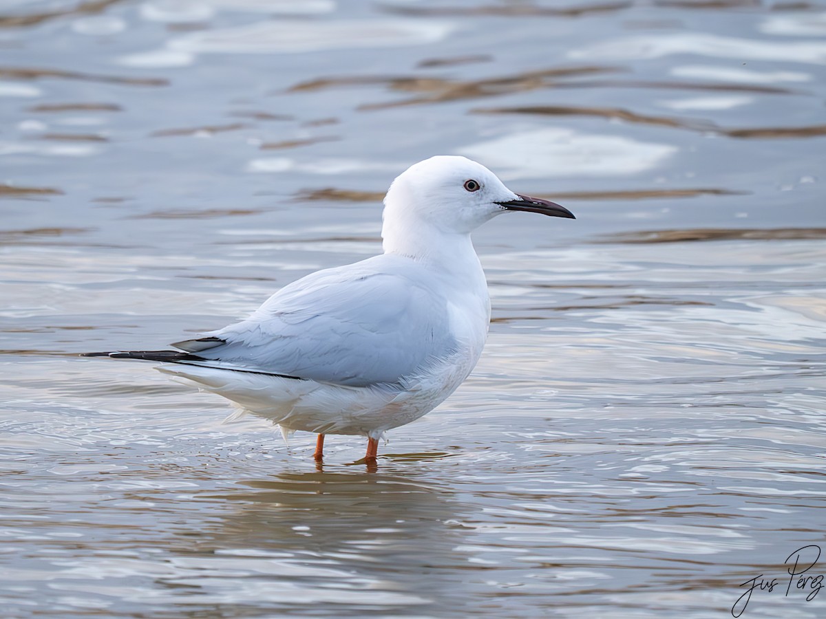 Slender-billed Gull - ML642012794