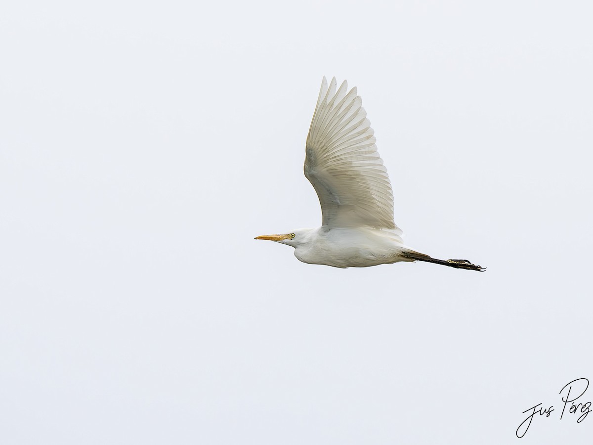 Western Cattle-Egret - ML642012797
