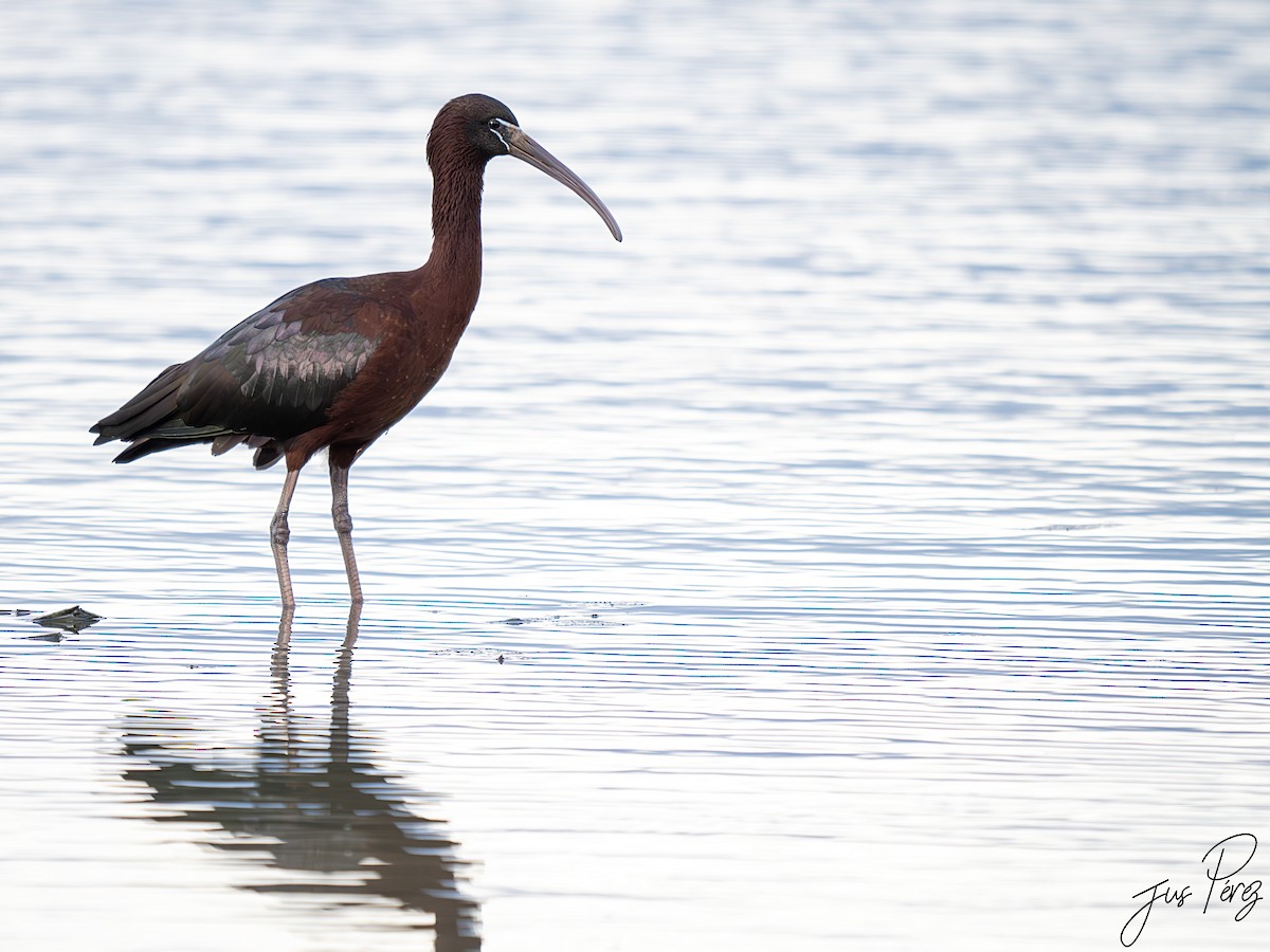 Glossy Ibis - ML642012813