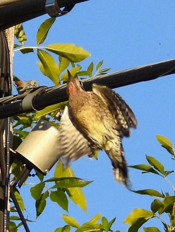 Yellow-bellied Sapsucker - ML642012819
