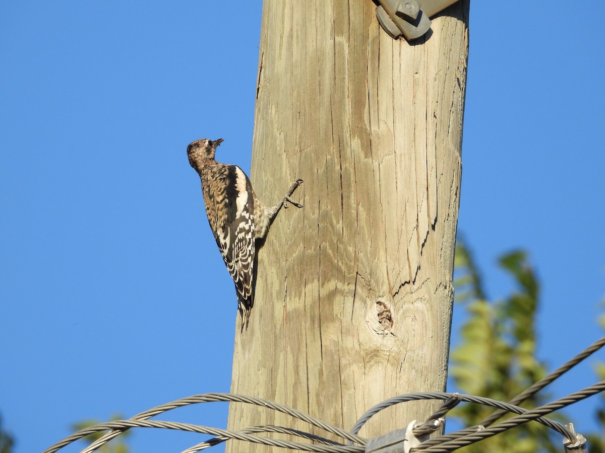 Yellow-bellied Sapsucker - ML642012821