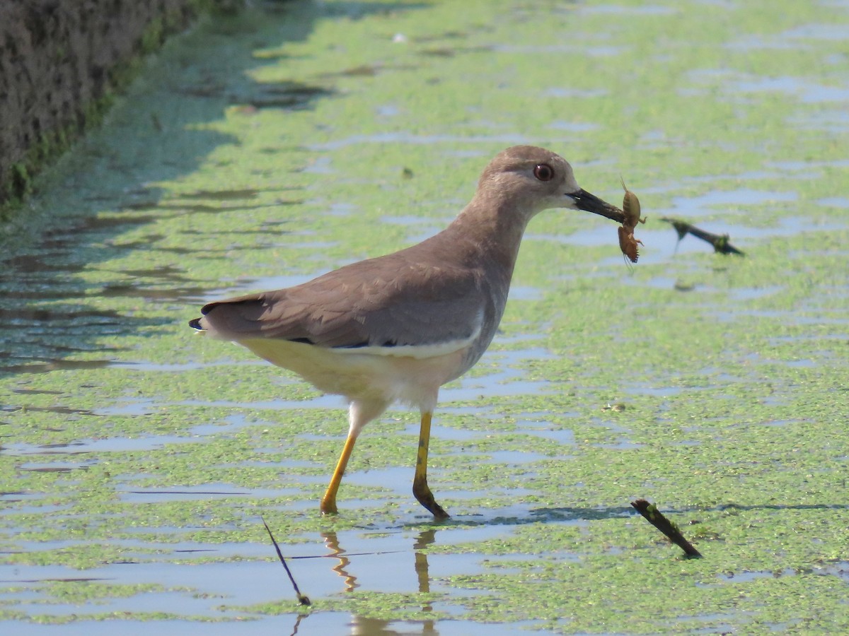 White-tailed Lapwing - ML642012824