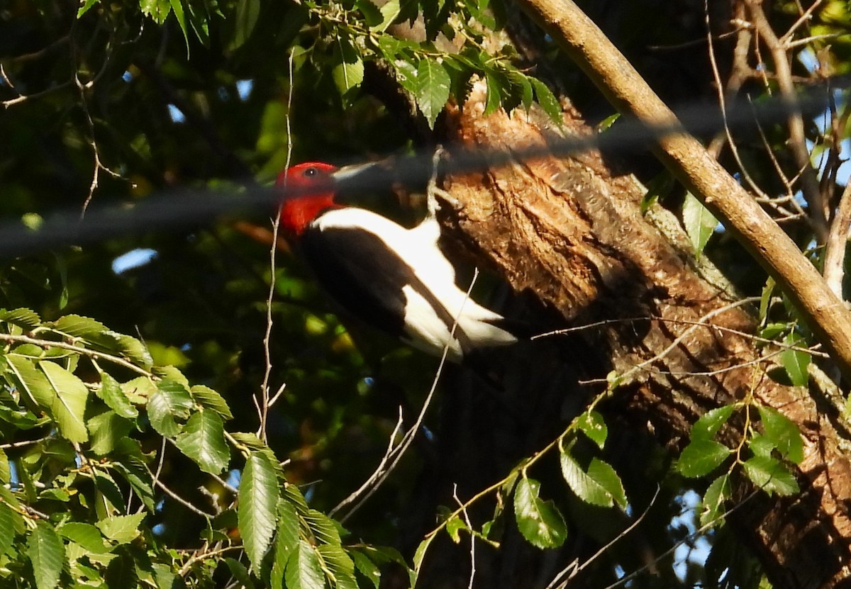 Red-headed Woodpecker - ML642012831