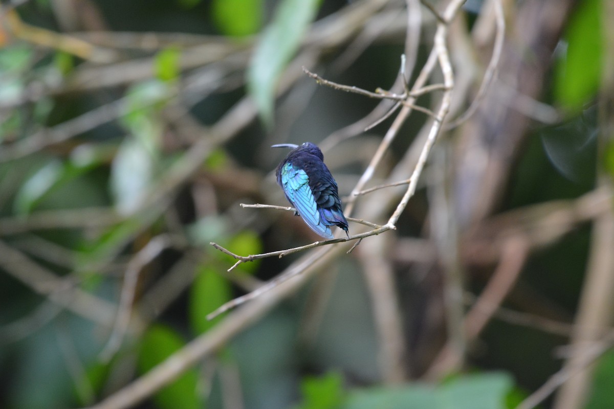 Purple-throated Carib - ML642012832