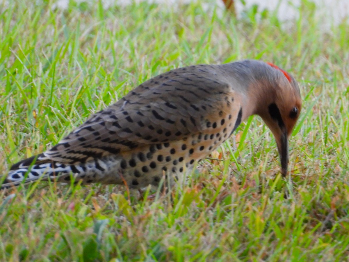 Northern Flicker - ML642012845