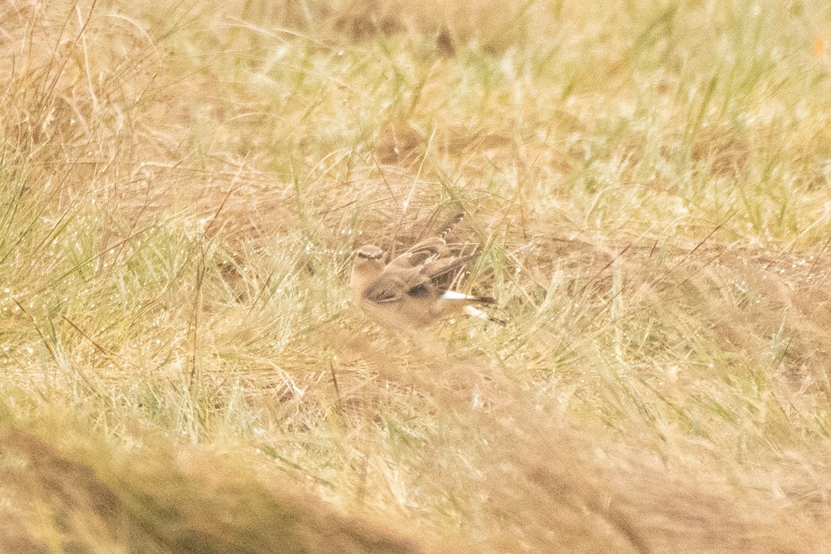Northern Wheatear - ML642012846
