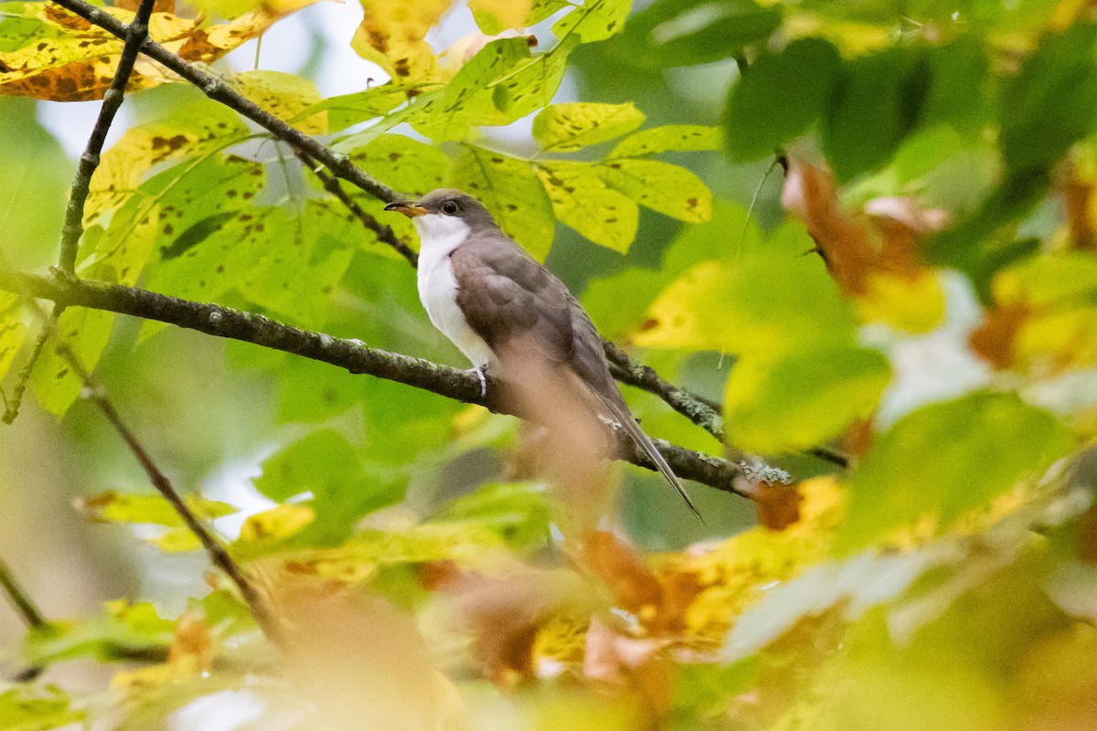 Yellow-billed Cuckoo - ML642012847