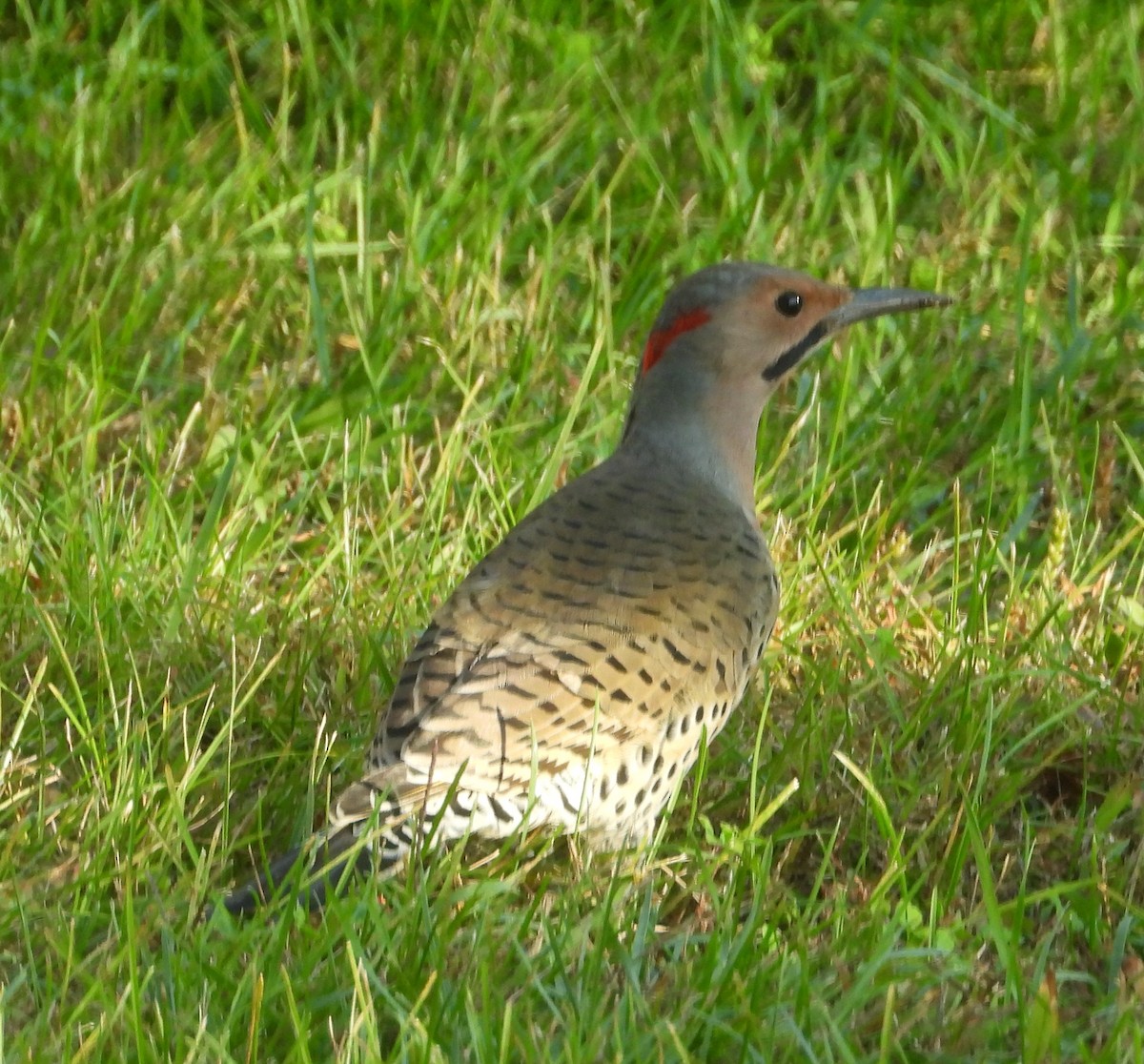 Northern Flicker - ML642012848