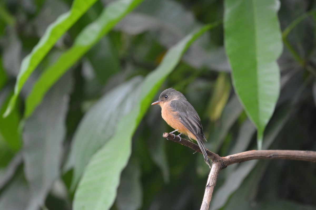 Lesser Antillean Pewee - ML642012850