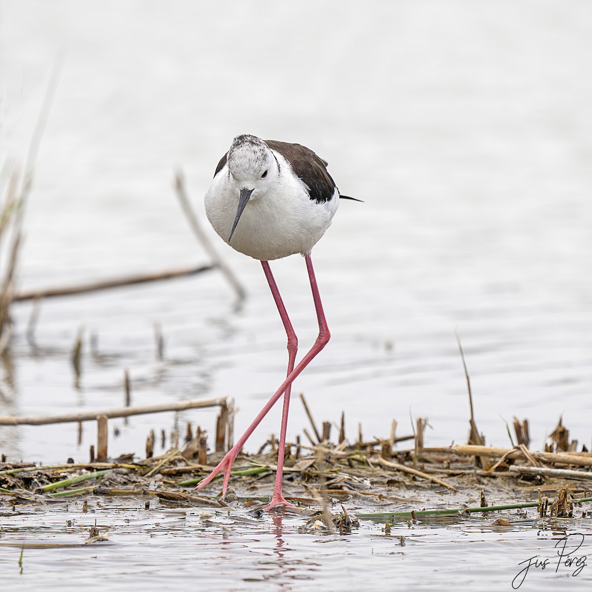 Black-winged Stilt - ML642012854