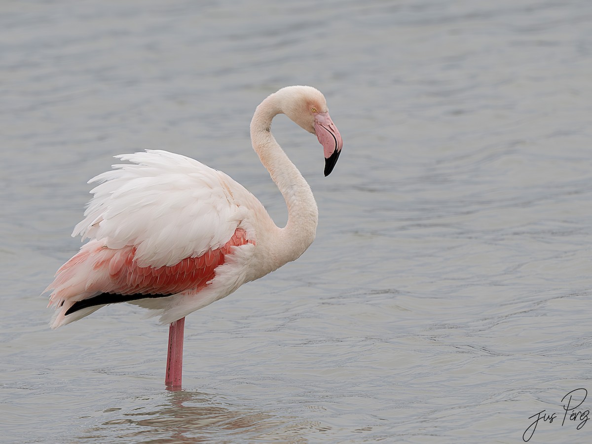 Greater Flamingo - ML642012860