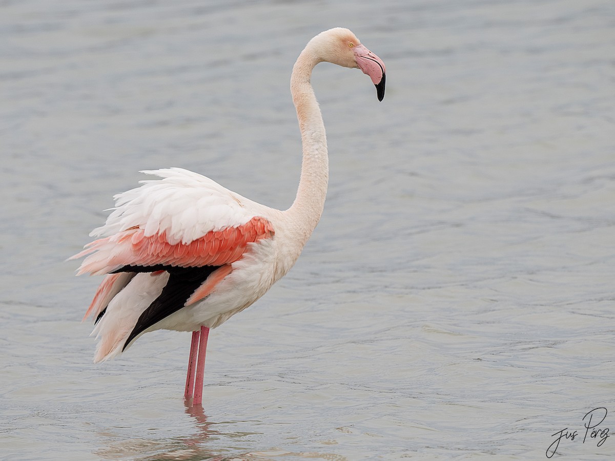 Greater Flamingo - ML642012861