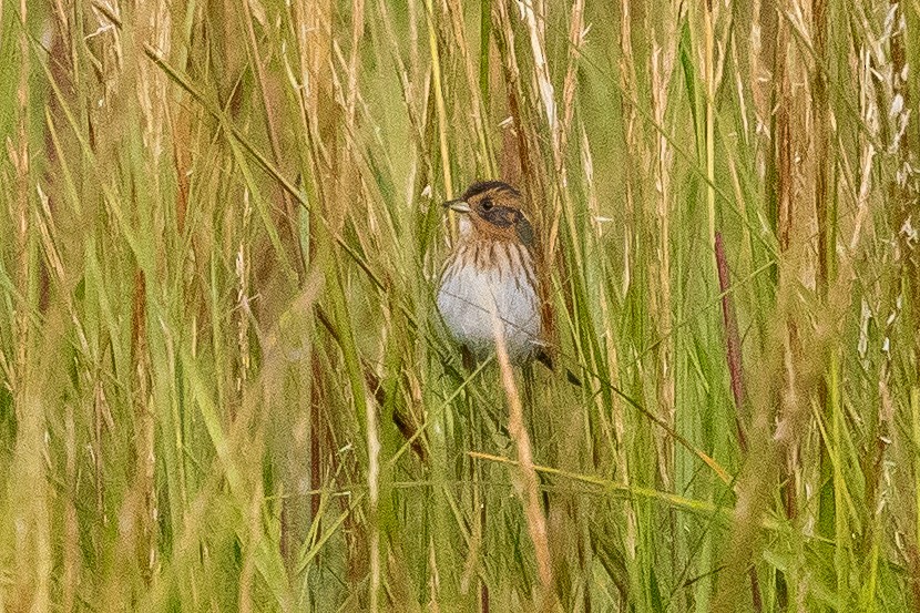 Saltmarsh Sparrow - ML642012864