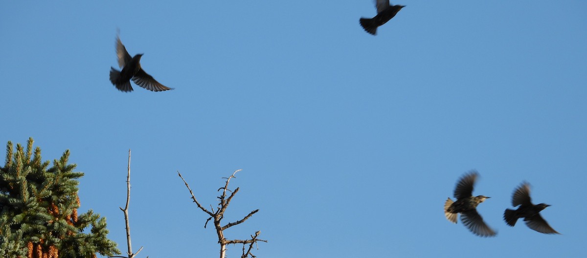 European Starling - ML642012865
