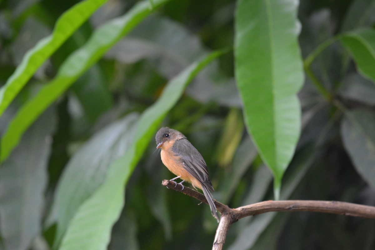 Lesser Antillean Pewee - ML642012871
