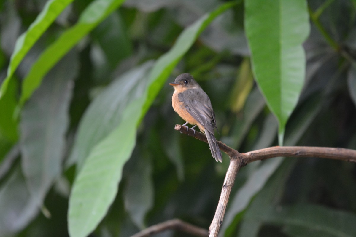 Lesser Antillean Pewee - ML642012891