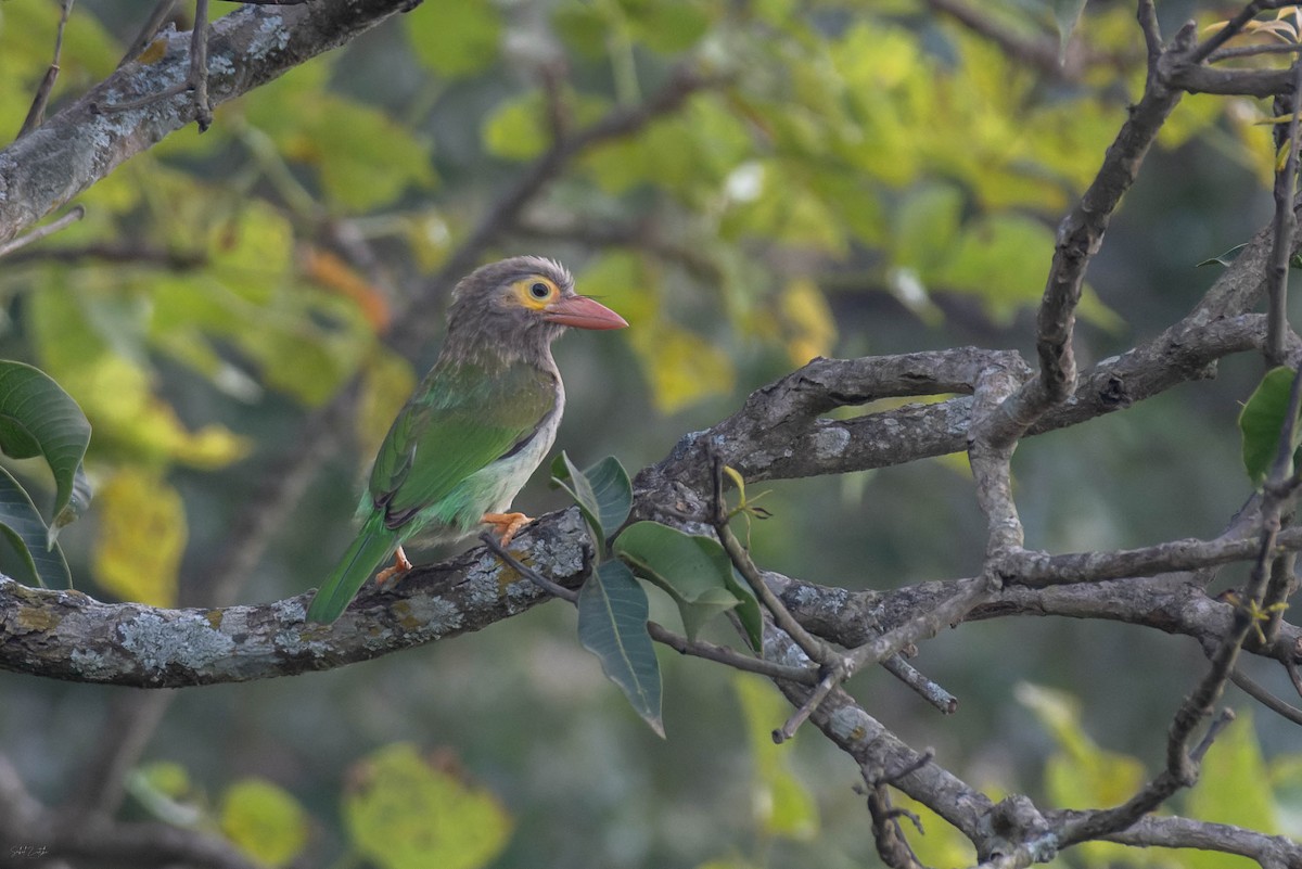 Kahverengi Başlı Barbet - ML642012916