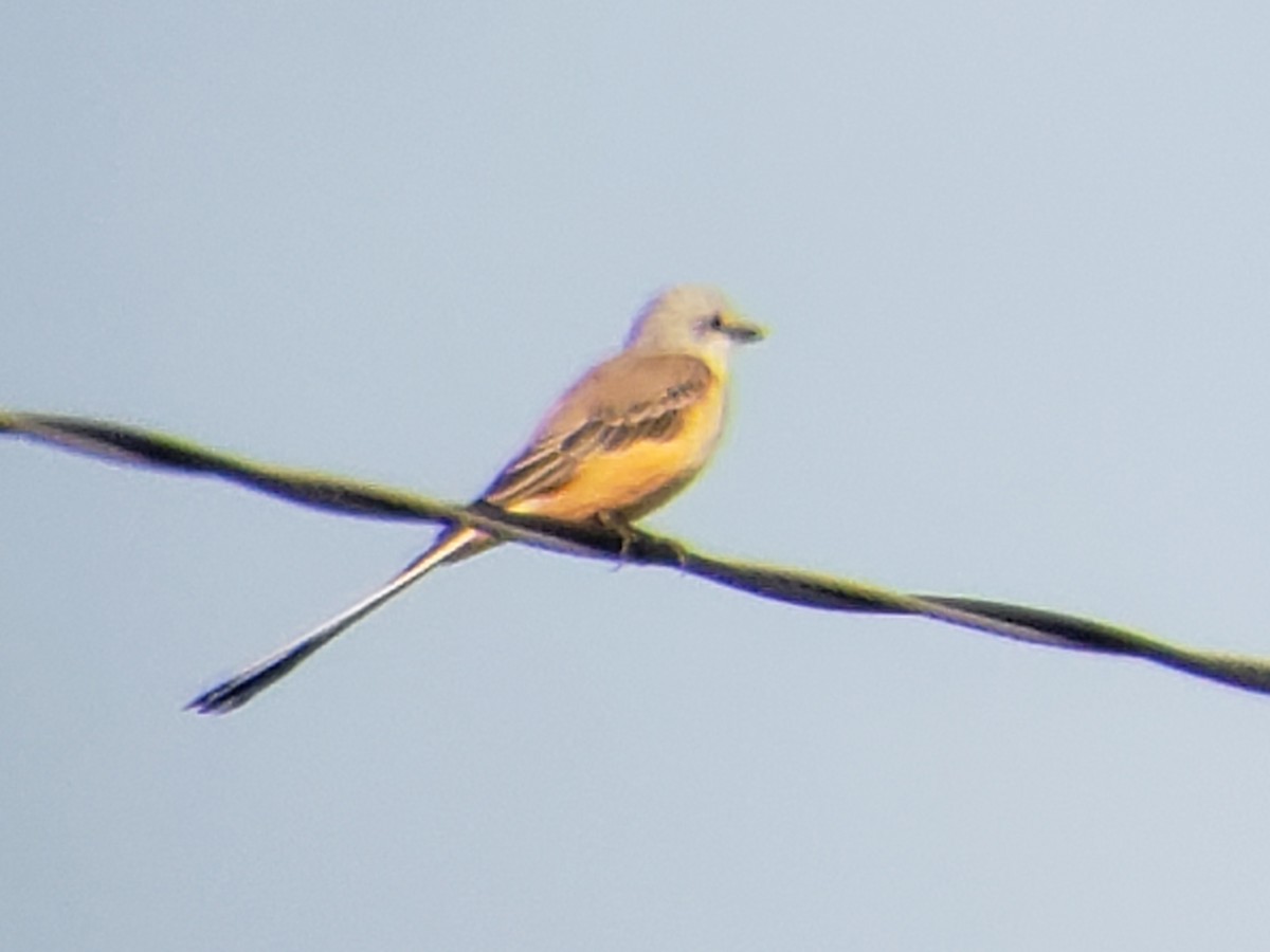Çatal Kuyruklu Tiran - ML642012932
