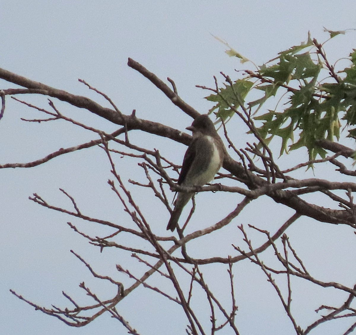 tyranovec severský - ML642012939