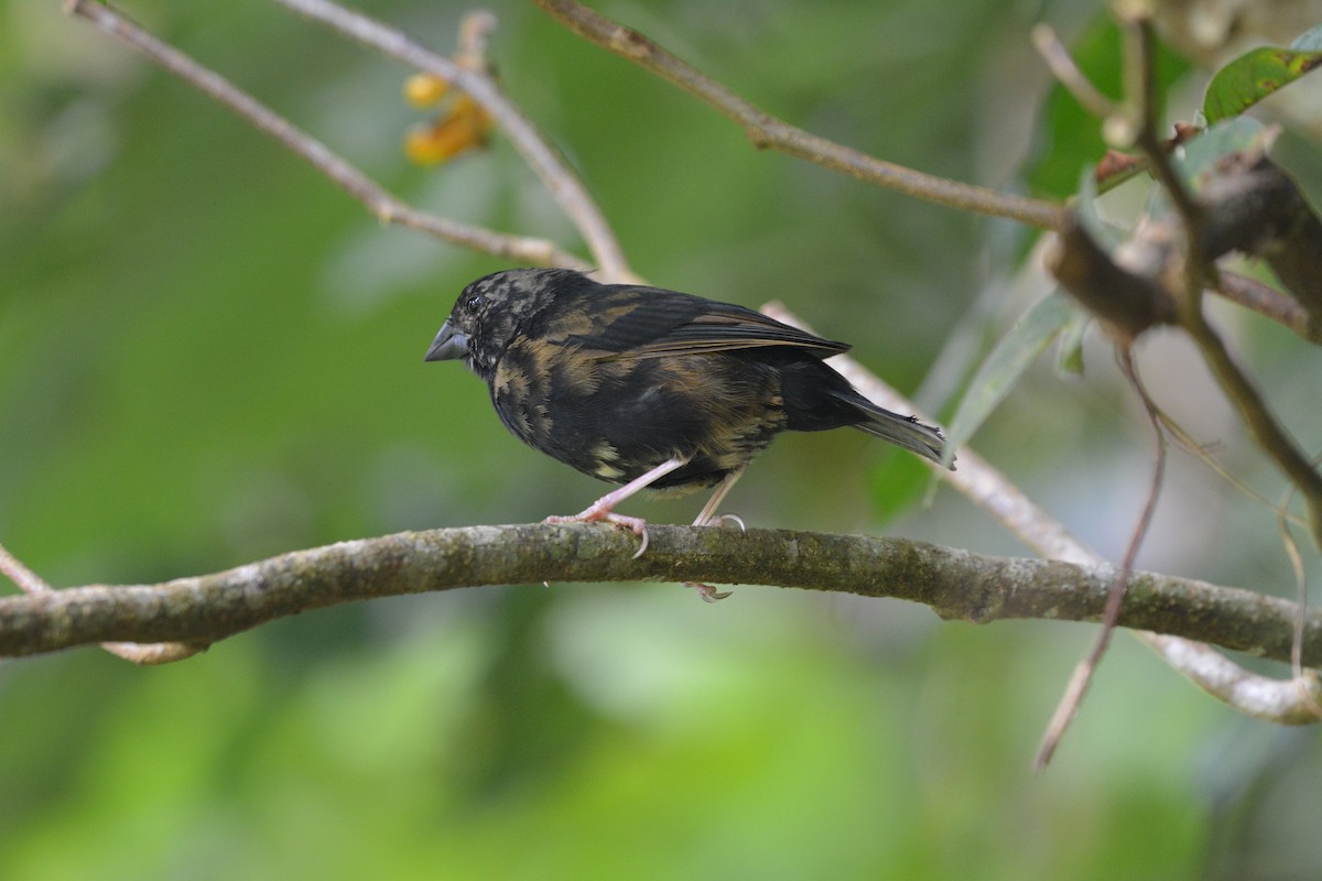 St. Lucia Black Finch - ML642012963