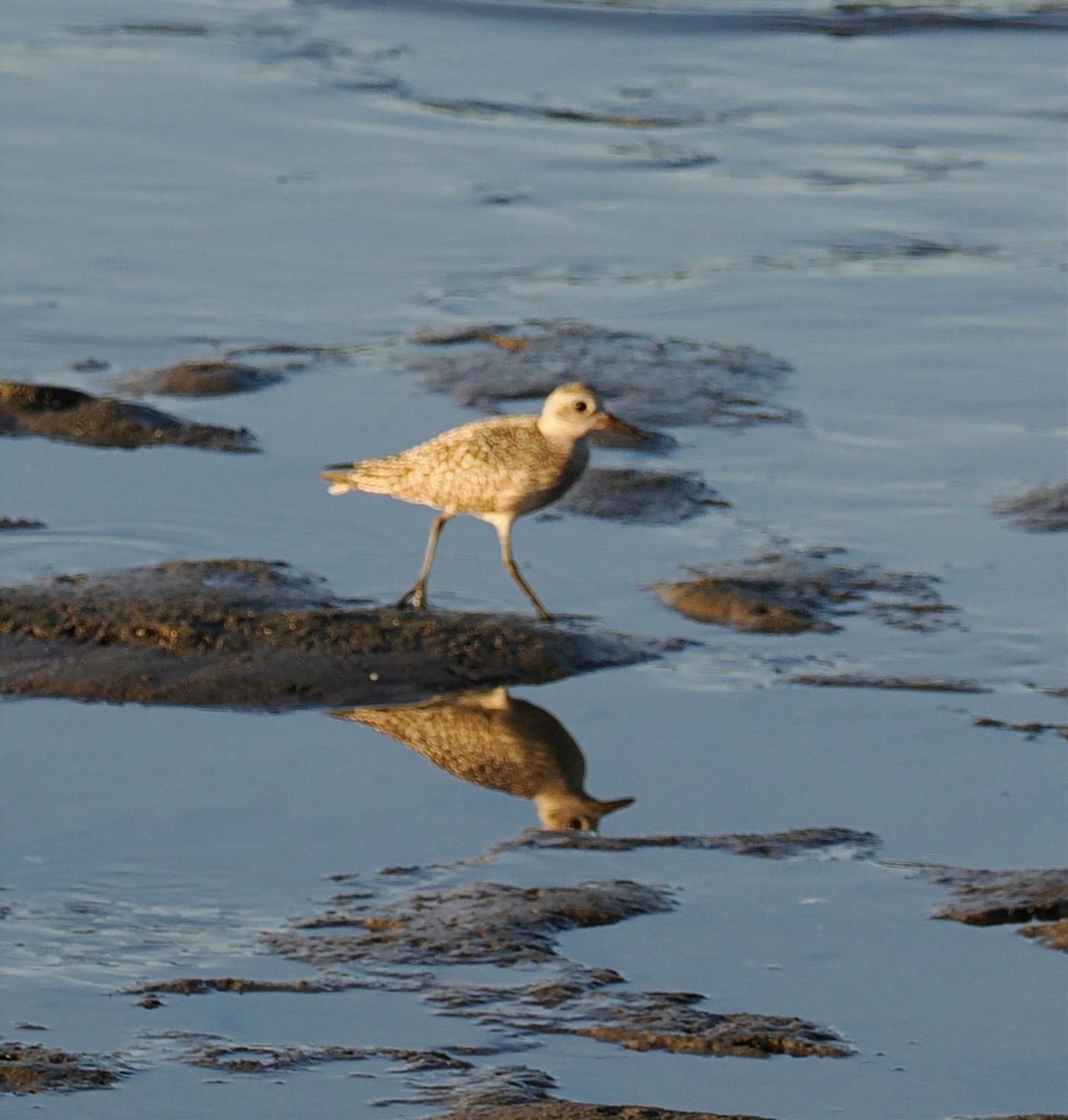 Black-bellied Plover - ML642012968