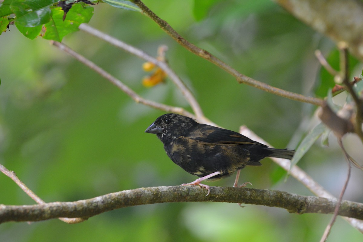 St. Lucia Black Finch - ML642012971