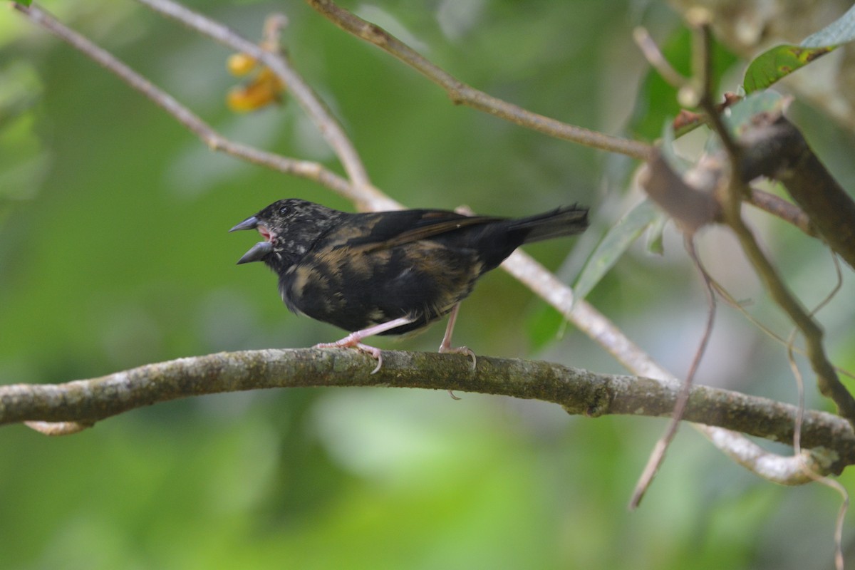 St. Lucia Black Finch - ML642012980