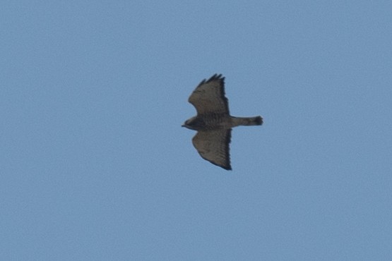 Broad-winged Hawk - ML642012982