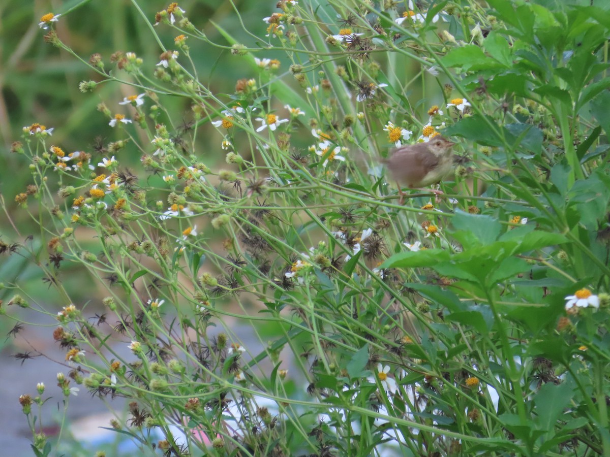 Prinia Sencilla - ML642012986