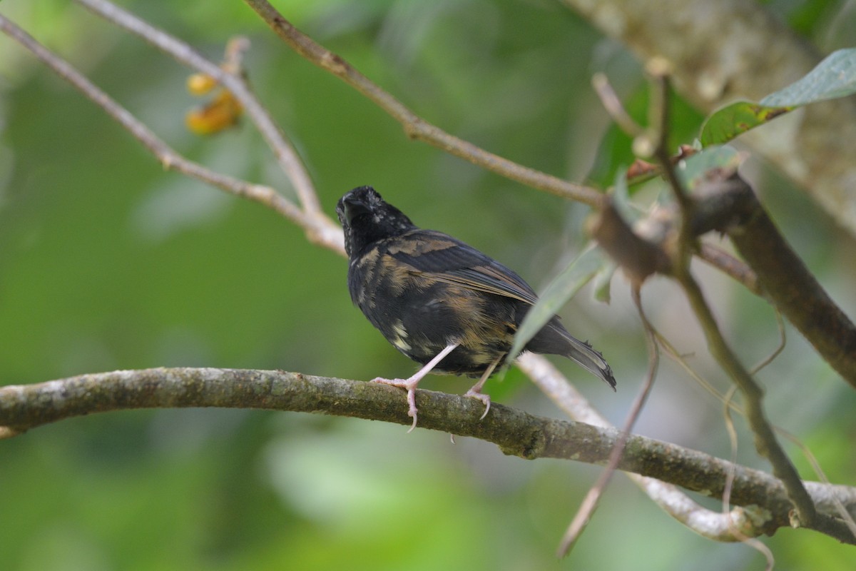 St. Lucia Black Finch - ML642012991
