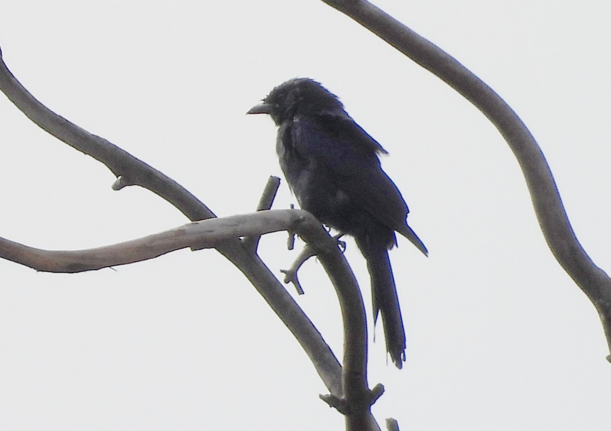 drongo černý - ML642012995